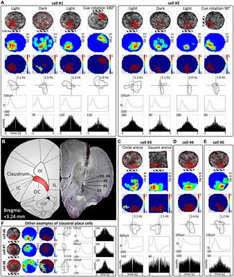 Dynamics of place, boundary and object encoding in rat anterior claustrum